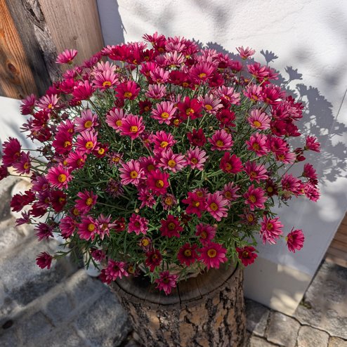 PXL_20260517_062027264
