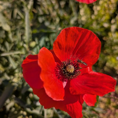 PXL_20260528_074234918.MP